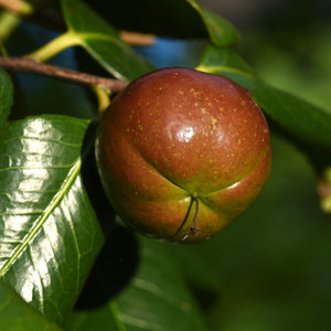 Camellia