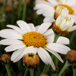 Roman Chamomile