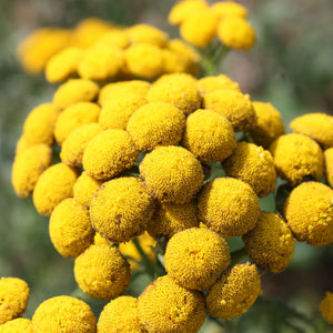 Helichrysum 