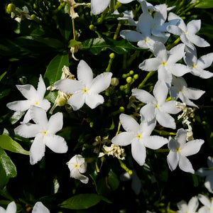 Jasmine
