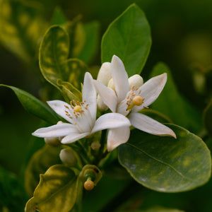 Neroli