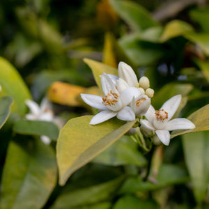 Orange Blossom Hydrosol