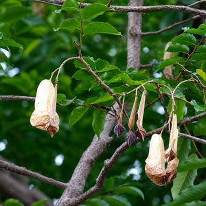 Peru Balsam