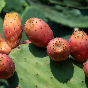 Prickly Pear