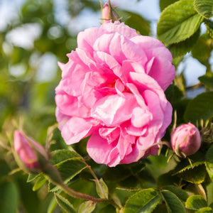 Rose Damascena Absolute