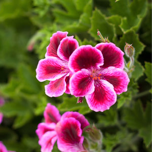 Rose Geranium