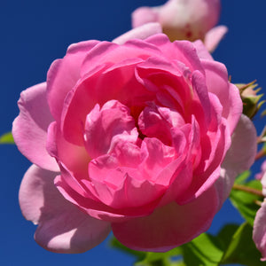 Rose Damascena Otto