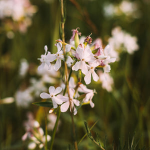 Saponaria Root Extract