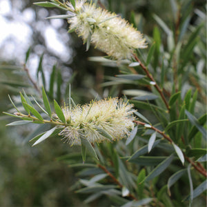 Tea Tree